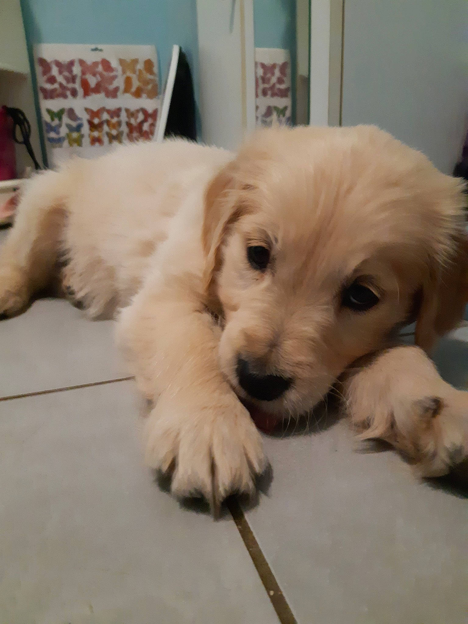 Pirate a rejoint le concours — aidez-le/la à gagner de superbes lots ! beagador, canidae, carnivore, companion_dog, dog, dog_breed, fawn, golden_retriever, labrador_retriever, mammal, puppy, puppy_love, rare_breed_dog, retriever, small_greek_domestic_dog, snout, sporting_group, vertebrate