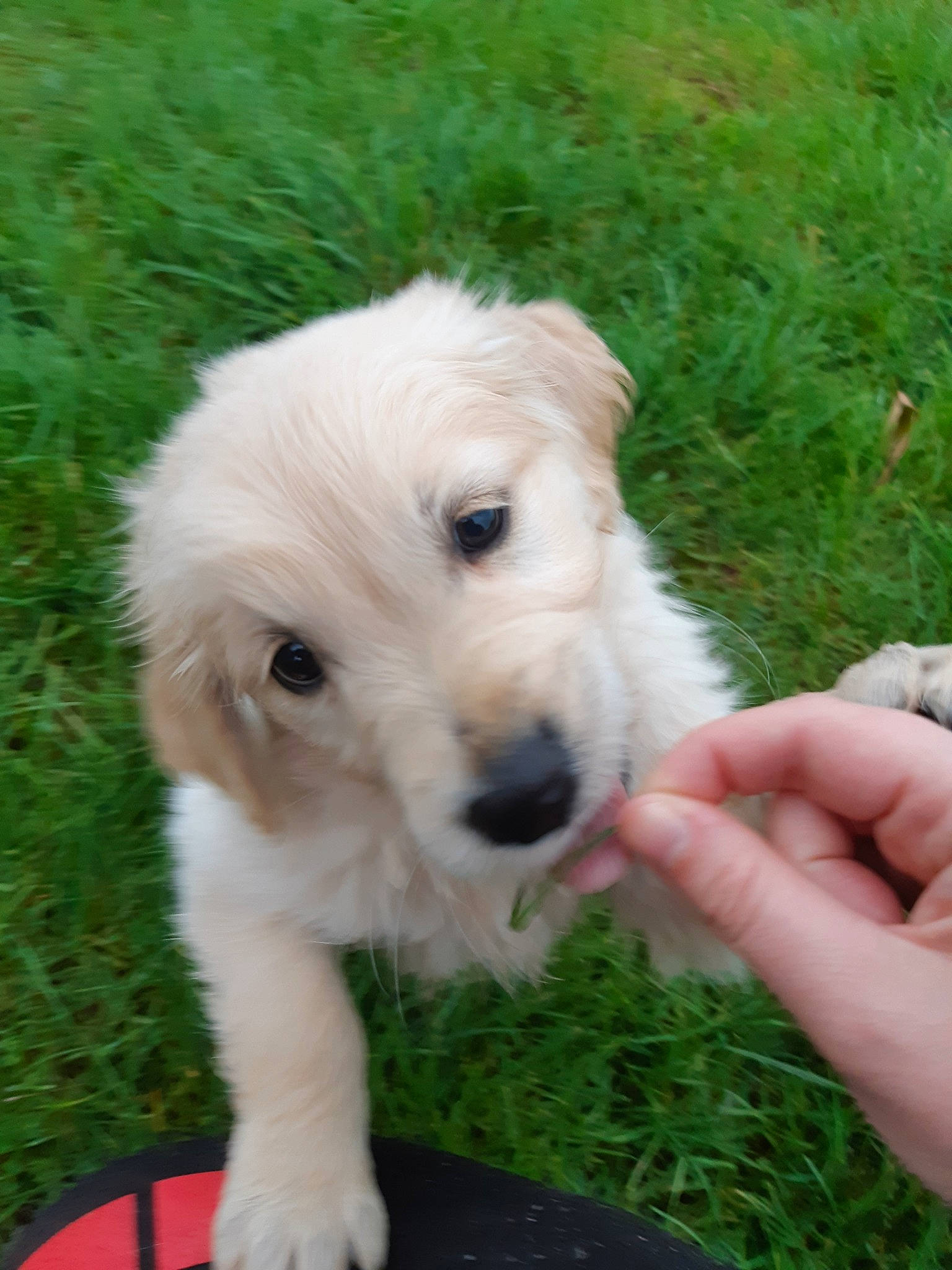 Pirate a rejoint le concours — aidez-le/la à gagner de superbes lots ! akbash_dog, canidae, carnivore, companion_dog, dog, dog_breed, golden_retriever, kintamani, kuvasz, livestock_guardian_dog, mammal, maremma_sheepdog, mucuchies, polish_tatra_sheepdog, puppy, rare_breed_dog, retriever, slovak_cuvac, sporting_group, vertebrate