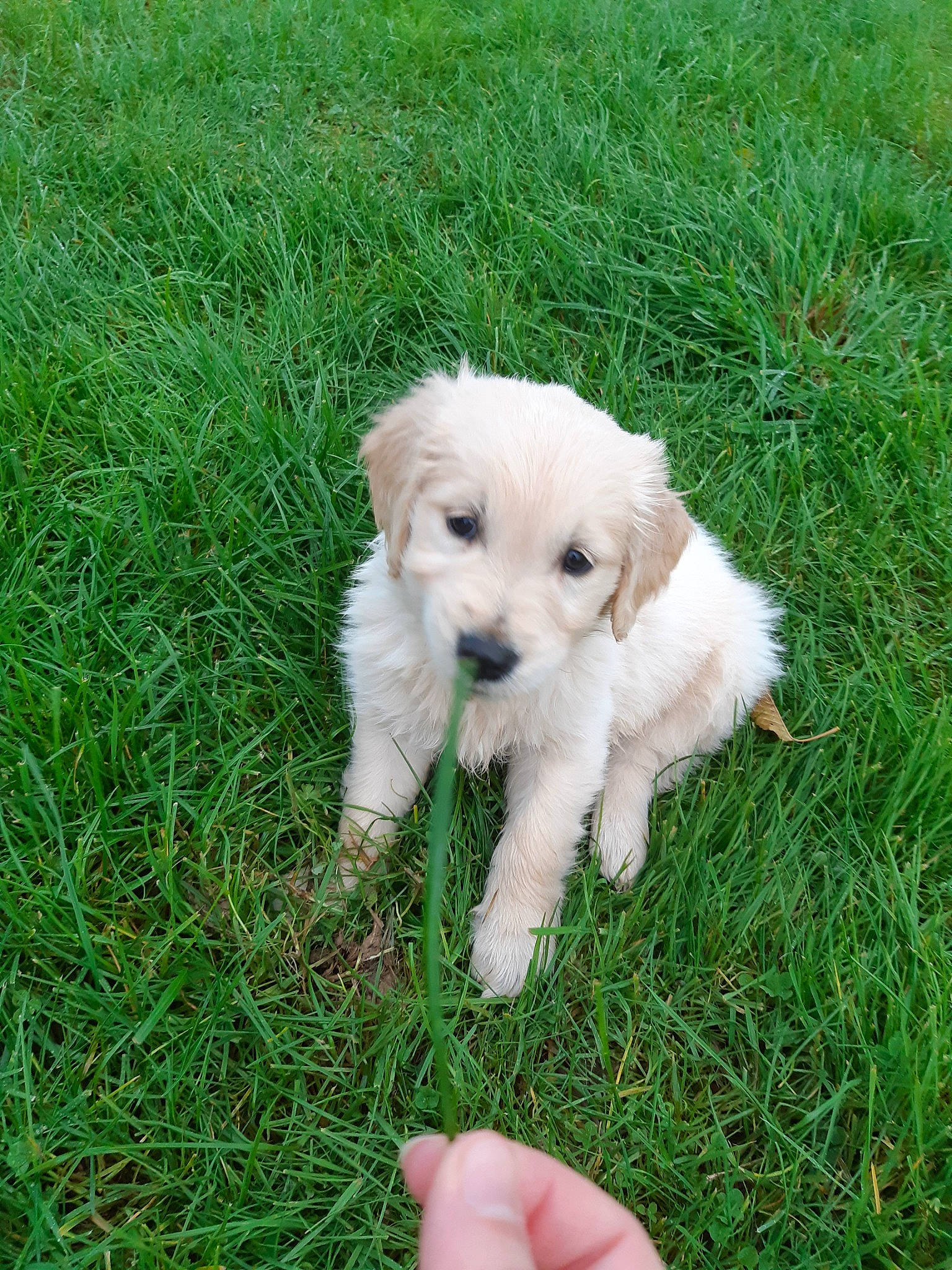 Pirate participe au concours pour gagner de l'argent avec cette photo : canidae, carnivore, cavachon, cockapoo, companion_dog, dog, dog_breed, havanese, maltepoo, maltese, mammal, poodle_crossbreed, puppy, rare_breed_dog, schnoodle, slovak_cuvac, sporting_group, sporting_lucas_terrier, toy_poodle, vertebrate