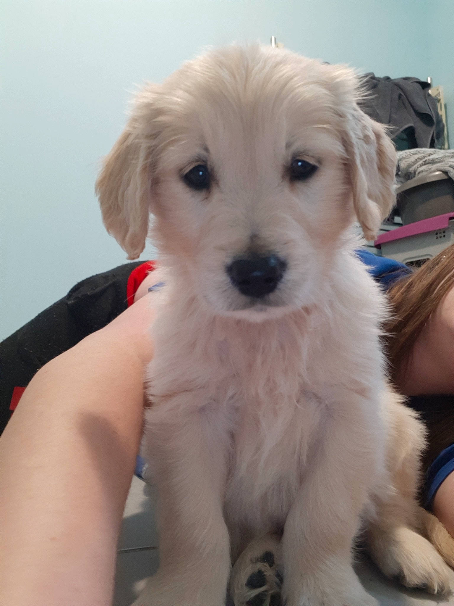 Pirate participe au concours pour gagner de l'argent avec cette photo : beagador, canidae, carnivore, companion_dog, dog, dog_breed, fawn, golden_retriever, labradoodle, mammal, puppy, puppy_love, rare_breed_dog, retriever, small_greek_domestic_dog, sporting_group, vertebrate