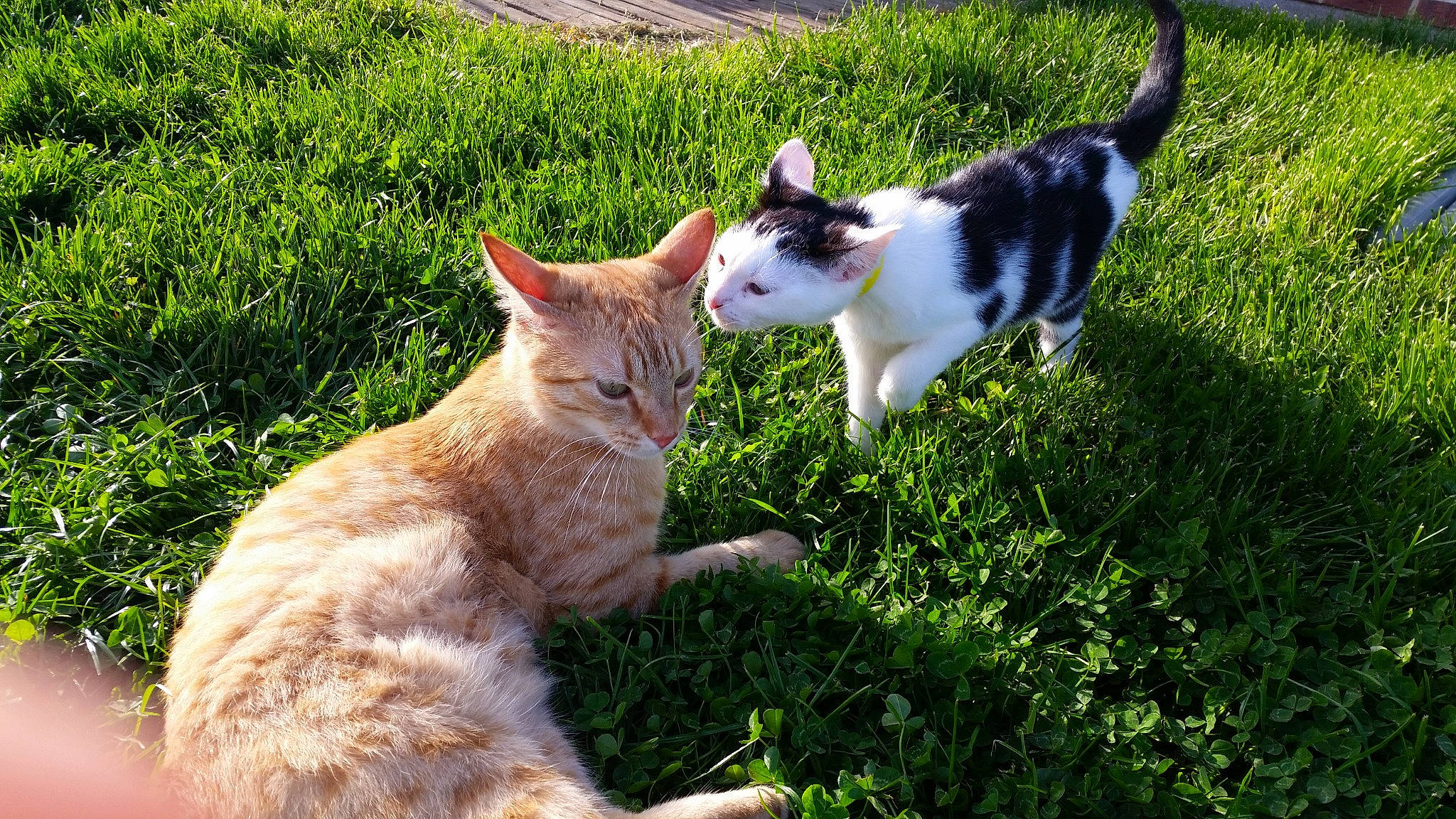 Rox a rejoint le concours — aidez-le/la à gagner de superbes lots ! aegean_cat, carnivore, cat, domestic_short_haired_cat, european_shorthair, fawn, felidae, fur, garden, grass, kitten, lawn, mammal, organism, plant, small_to_medium_sized_cats, sunlight, tail, tree, whiskers