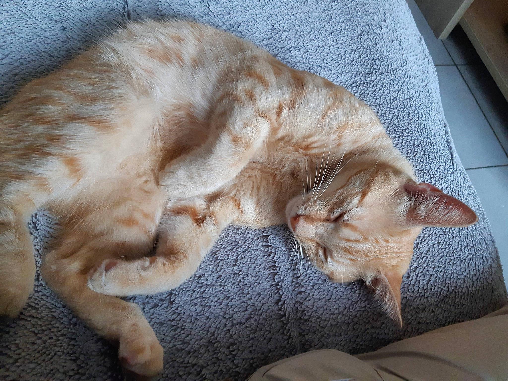 Rox a rejoint le concours — aidez-le/la à gagner de superbes lots ! asian, australian_mist, burmilla, carnivore, cat, claw, ear, european_shorthair, fawn, felidae, fur, german_rex, kitten, nap, paw, singapura, sleep, small_to_medium_sized_cats, tail, whiskers