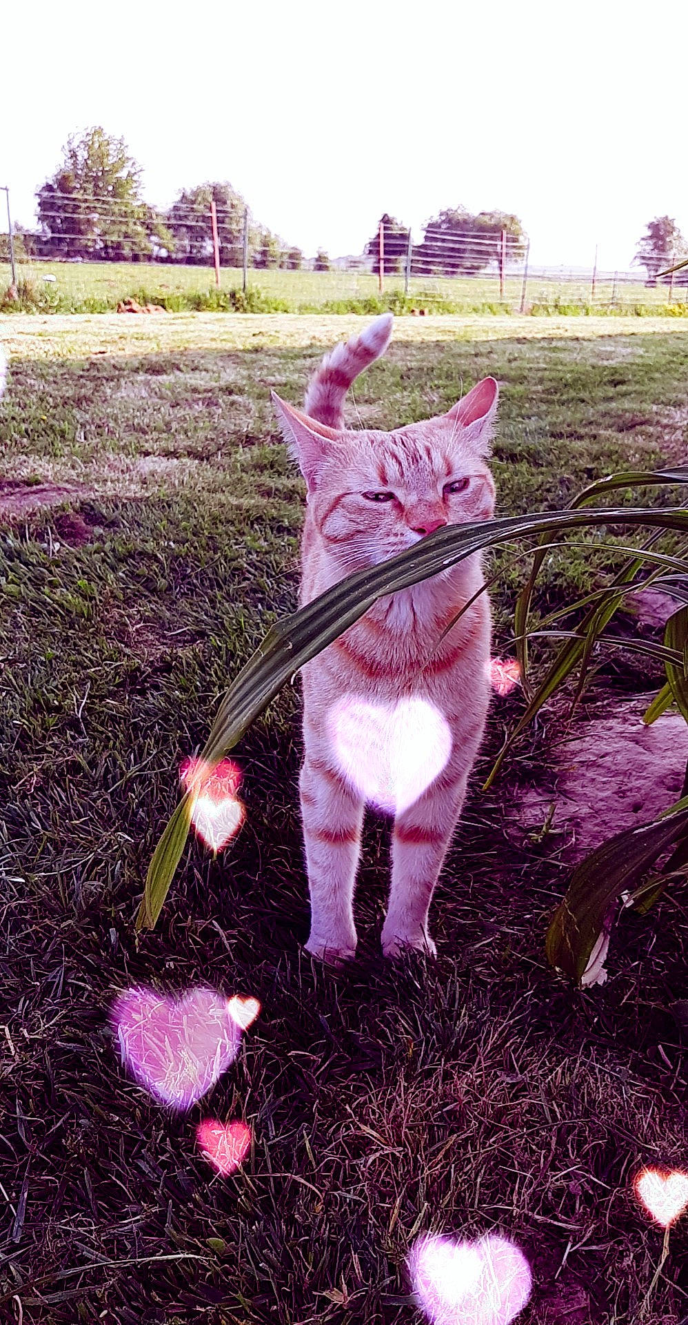 Rox a rejoint le concours — aidez-le/la à gagner de superbes lots ! carnivore, cat, domestic_short_haired_cat, european_shorthair, fawn, felidae, flower, fur, grass, leash, lilac, pink, plant, purple, small_to_medium_sized_cats, snout, tabby_cat, tail, whiskers