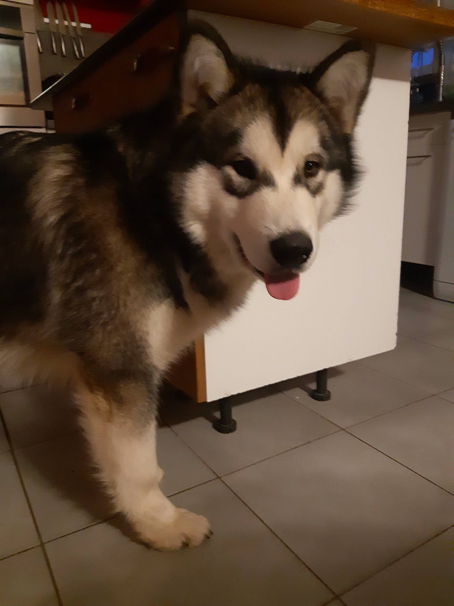 Palko participe au concours pour gagner de l'argent avec cette photo : alaskan_klee_kai, alaskan_malamute, canadian_eskimo_dog, canidae, carnivore, dog, dog_breed, jamthund, mammal, miniature_siberian_husky, native_american_indian_dog, northern_inuit_dog, saarloos_wolfdog, sakhalin_husky, seppala_siberian_sleddog, siberian_husky, sled_dog, tamaskan_dog, vertebrate, wolfdog