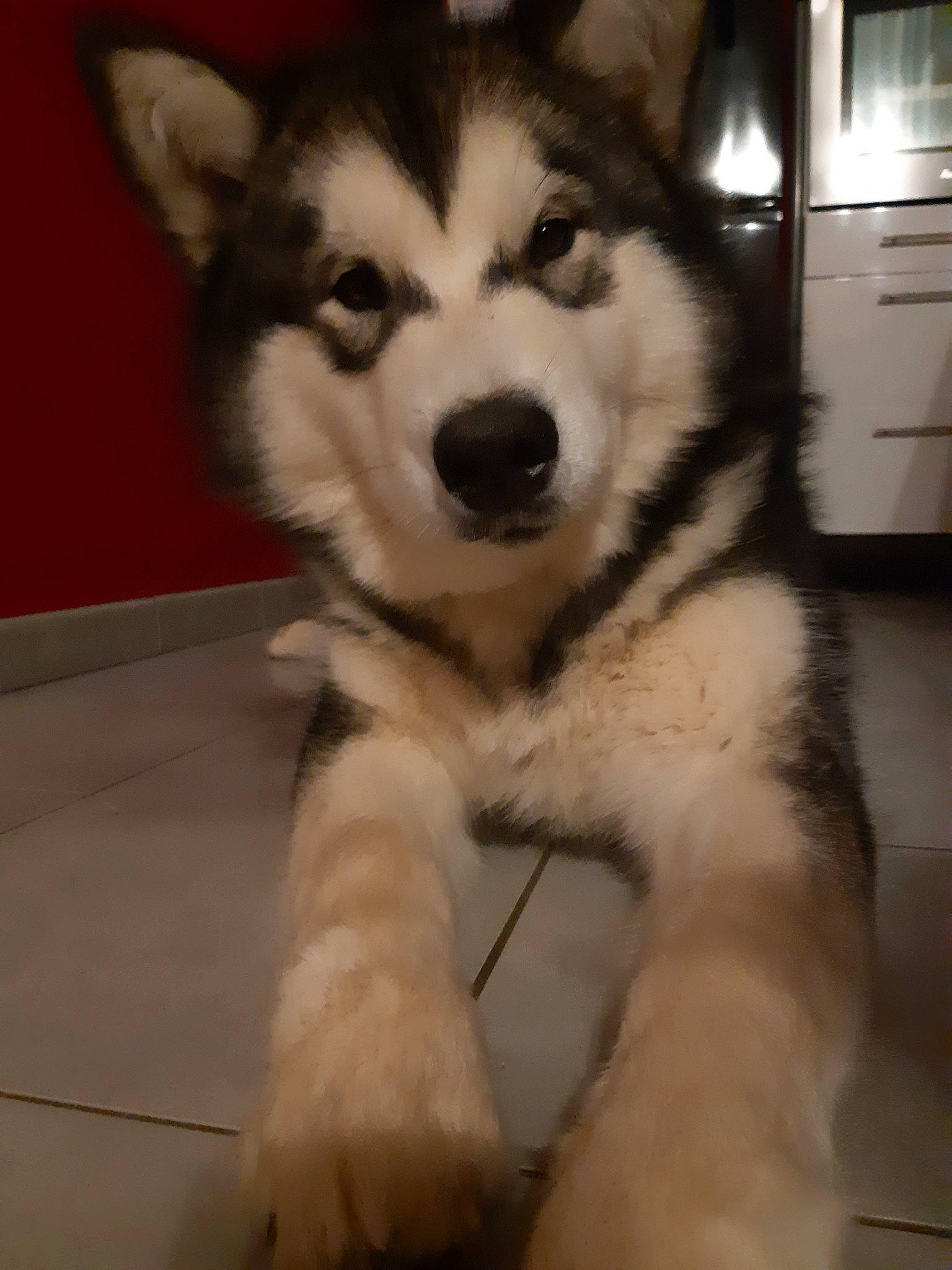 Palko a rejoint le concours — aidez-le/la à gagner de superbes lots ! alaskan_klee_kai, alaskan_malamute, canadian_eskimo_dog, canidae, carnivore, dog, dog_breed, mammal, miniature_siberian_husky, native_american_indian_dog, northern_inuit_dog, nose, saarloos_wolfdog, sakhalin_husky, siberian_husky, sled_dog, snout, tamaskan_dog, vertebrate, wolfdog