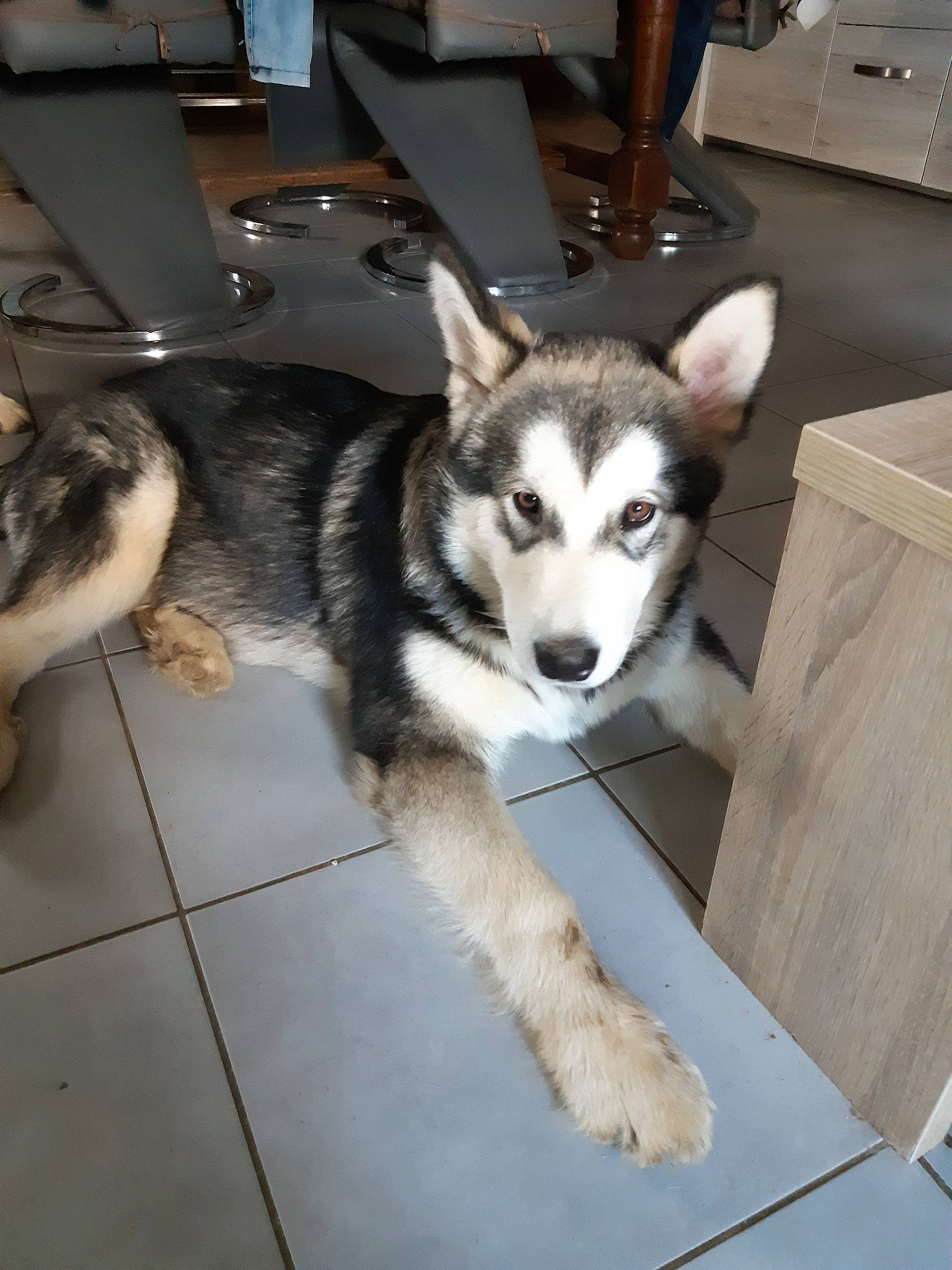 Palko a rejoint le concours — aidez-le/la à gagner de superbes lots ! alaskan_klee_kai, alaskan_malamute, canadian_eskimo_dog, canidae, carnivore, dog, dog_breed, jamthund, mammal, miniature_siberian_husky, native_american_indian_dog, northern_inuit_dog, saarloos_wolfdog, sakhalin_husky, seppala_siberian_sleddog, siberian_husky, sled_dog, tamaskan_dog, vertebrate, wolfdog