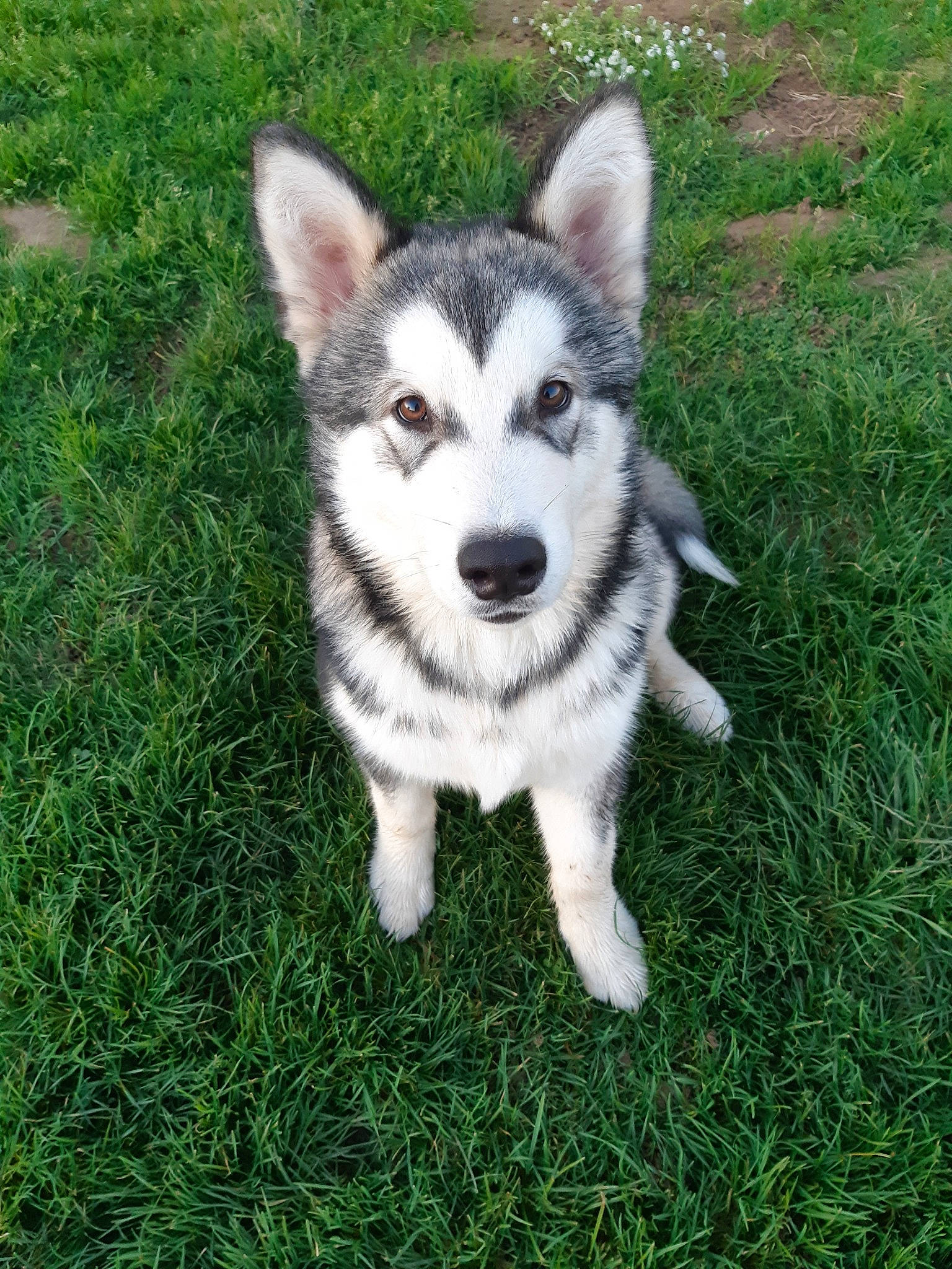 Palko a rejoint le concours — aidez-le/la à gagner de superbes lots ! alaskan_klee_kai, alaskan_malamute, canadian_eskimo_dog, canidae, carnivore, dog, dog_breed, grass, mammal, miniature_siberian_husky, native_american_indian_dog, northern_inuit_dog, saarloos_wolfdog, sakhalin_husky, seppala_siberian_sleddog, siberian_husky, sled_dog, tamaskan_dog, vertebrate, wolfdog