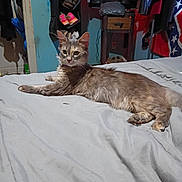 Babygirl is registered to the contest to win money with this photo: bed, blanket, cat, clothing, cozy, curious, domestic, flag, fur, furniture, household, indoor, leisure, mammal, pet, relaxing, resting, room, shoes, sleeping_area