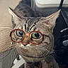 Taz a rejoint le concours — aidez-le/la à gagner de superbes lots ! cat, tabby, glasses, pet, curious, whiskers, indoor, container, cable, electronics, floor, brown, black, striped, animal, closeup, looking_up, funny_glasses, household, domestic