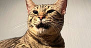 Taz participe au concours pour gagner de l'argent avec cette photo : cat, tabby, feline, pet, animal, whiskers, paw, striped_fur, indoor, wooden_surface, relaxed, close_up, portrait, sunlight, ears, face, mouth_open, fur_texture, domestic_cat, cute