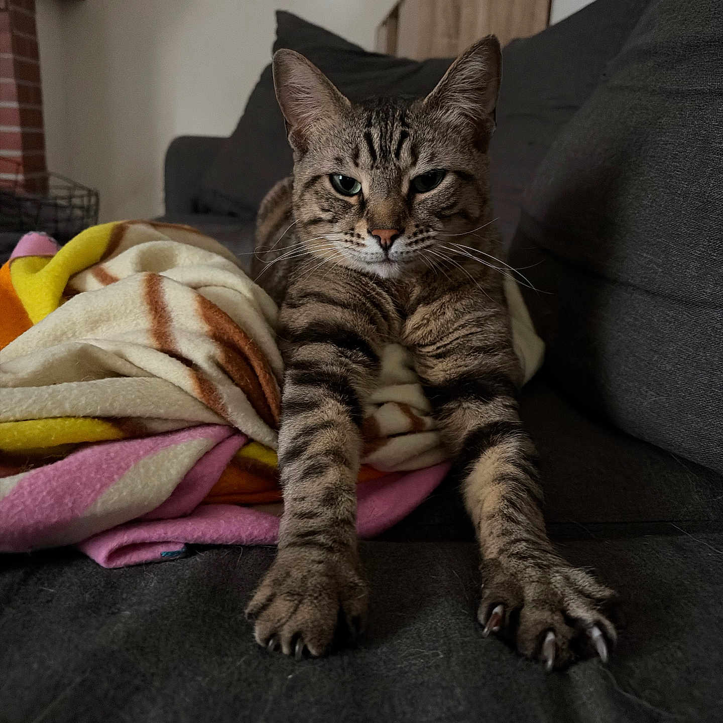 Taz