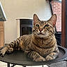 Taz participe au concours pour gagner de l'argent avec cette photo : cat, tabby_cat, feline, pet, animal, indoor, table, black_table, floor_tile, heater, window, door, brick_wall, relaxed, resting, whiskers, ears, green_eyes, domestic_cat, fur