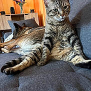 Taz participe au concours pour gagner de l'argent avec cette photo : cat, tabby_cat, dog, couch, living_room, furniture, flower_vase, orange_curtains, wooden_shelf, pet, relaxed, indoor, domestic_animal, fur, animal, resting, cozy, background, two_animals, companion