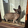 sphynx_cat, cat, hairless_cat, window, glass, shadow, curtain, sunlight, wrinkles, pet, animal, indoor, reflection, feline, looking, ears, face, body, closeup, domestic_cat