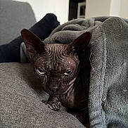 Trixie participe au concours pour gagner de l'argent avec cette photo : sphynx_cat, cat, hairless_cat, pet, indoor, blanket, gray_blanket, couch, furniture, animal, cozy, relaxing, furless, wrinkles, ears, face, eyes, resting, home, domestic_animal