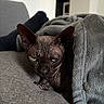 sphynx_cat, cat, hairless_cat, pet, indoor, blanket, gray_blanket, couch, furniture, animal, cozy, relaxing, furless, wrinkles, ears, face, eyes, resting, home, domestic_animal