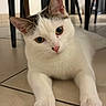 Alfonse participe au concours pour gagner de l'argent avec cette photo : cat, white_cat, brown_patch, floor, tile_floor, indoor, pet, animal, whiskers, paws, ears, curious, resting, closeup, feline, cute, domestic_cat, looking, home, chair_legs