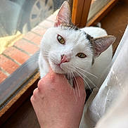 Alfonse a rejoint le concours — aidez-le/la à gagner de superbes lots ! cat, white_cat, animal, pet, window, hand, tattoo, scratching, chin, content, closeup, indoors, curtain, glass, reflection, brick_pavement, car, domestic_animal, fur, whiskers