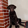 Alfonse a rejoint le concours — aidez-le/la à gagner de superbes lots ! animal, black_dog, brick_wall, canine, corner, dog, domestic, ears, floor, fur, house, indoor, looking, pet, puppy, sitting, snout, tail, tile_floor, young_dog