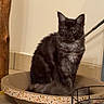 Aloa participe au concours pour gagner de l'argent avec cette photo : cat, tabby, indoor, pet, feline, scratcher_bed, floor, wooden_post, basket, cozy, home, animal, sitting, fur, whiskers, ears, eyes, quiet, resting, domestic