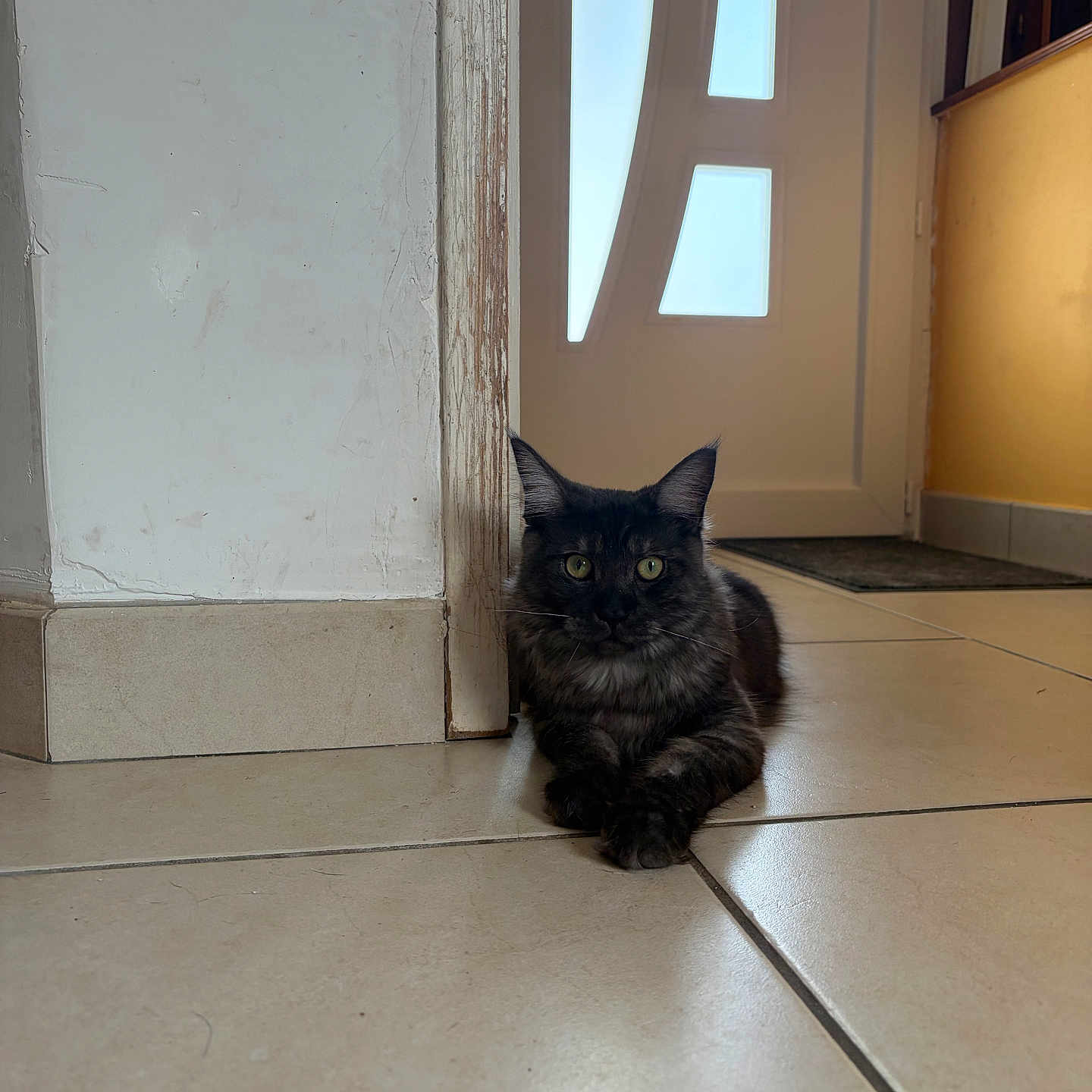 Aloa participe au concours pour gagner de l'argent avec cette photo : cat, indoor, floor, door, tile, curious, pet, animal, green_eyes, resting, home, light, shadow, wood, corner, quiet, domestic, feline, calm, relaxed