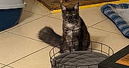 Aloa a rejoint le concours — aidez-le/la à gagner de superbes lots ! cat, tabby_cat, pet_bed, cushion, floor_tile, cat_tree, litter_box, wheel, indoor, pet_accessory, furniture, wood, striped, animal, curious, sitting, black, gray, yellow_eyes, cozy