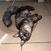 Aloa participe au concours pour gagner de l'argent avec cette photo : cat, animal, pet, fur, tail, scratching_pad, floor, tile, indoor, household, curious, lying_down, black_fur, gray_fur, whiskers, ears, eyes, flash, domestic, feline