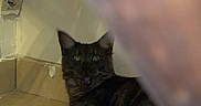 Aloa a rejoint le concours — aidez-le/la à gagner de superbes lots ! animal, blurred_foreground, cat, closeup, corner, dark_fur, domestic, dry_cat_food, food_bowl, green_eyes, home, indoor, kitchen_area, looking, pet, shadow, still_life, tile_floor, wall_socket, wooden_surface