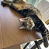 blanket, cat, chair, cozy, domestic_animal, feline, floor, fur, home, indoor, pen, relaxed, shadow, stretching, sunlight, tabby_cat, whiskers, window, wooden_table, yellow_eyes
