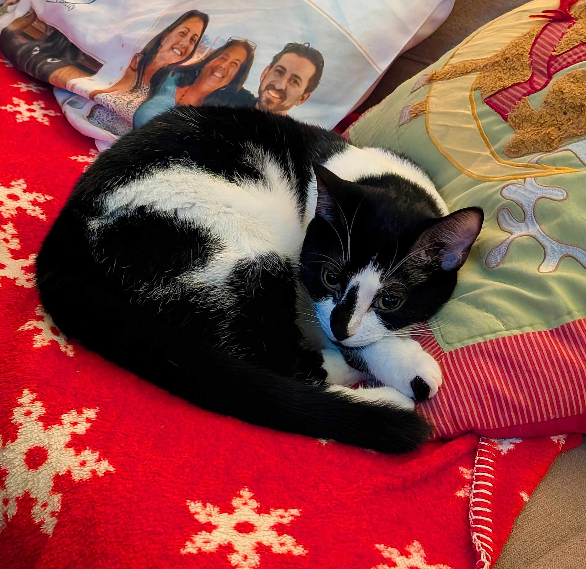Peanut joined the competition — help win amazing prizes! cat, black_and_white_cat, curled_up, red_blanket, snowflake_pattern, pillow, decorative_pillow, teddy_bear_design, printed_photo, people_in_photo, indoor, cozy, resting_cat, pet, feline, fur, whiskers, soft_texture, home, holiday_theme