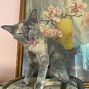 Tuna joined the competition — help win amazing prizes! animal, cat, cute, decor, ears, feline, flowers, frame, fur, furniture, gray_cat, home, indoor, mouth_open, painting, pet, sitting, vintage_suitcase, whiskers, yawning