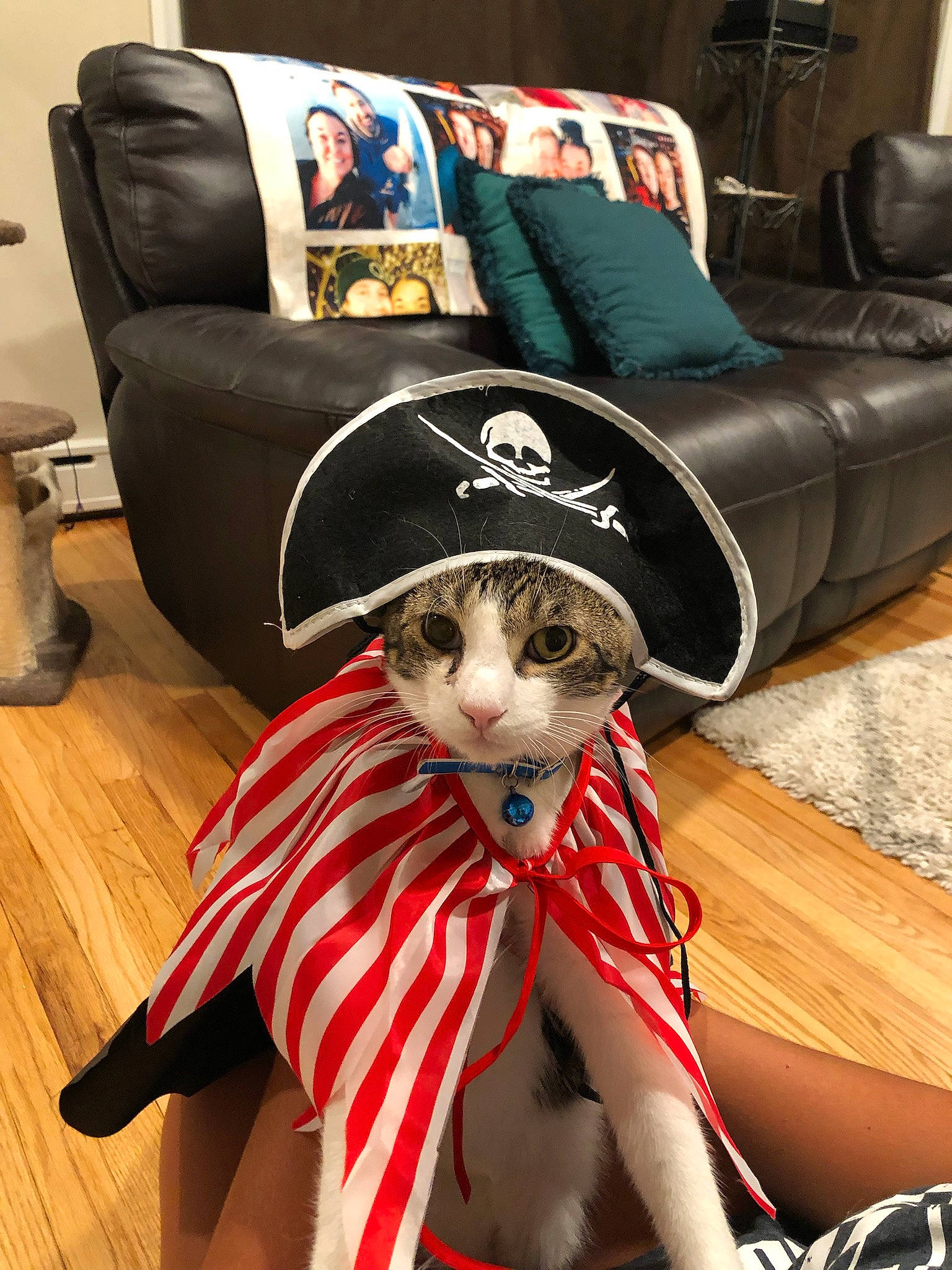 Mcintosh is registered to the contest to win money with this photo: carmine, carnivore, cat, comfort, couch, felidae, flooring, fur, hardwood, hat, linens, living_room, pillow, small_to_medium_sized_cats, studio_couch, sun_hat, textile, toy, whiskers, wood