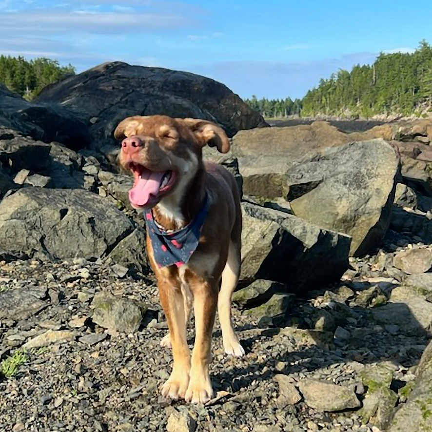 Theodore joined the competition — help win amazing prizes! animal, canine, dog, face, head, hound, landscape, nature, outdoors, person, pet, photography, plant, portrait, puppy, rock, slate, soil, vegetation, wilderness