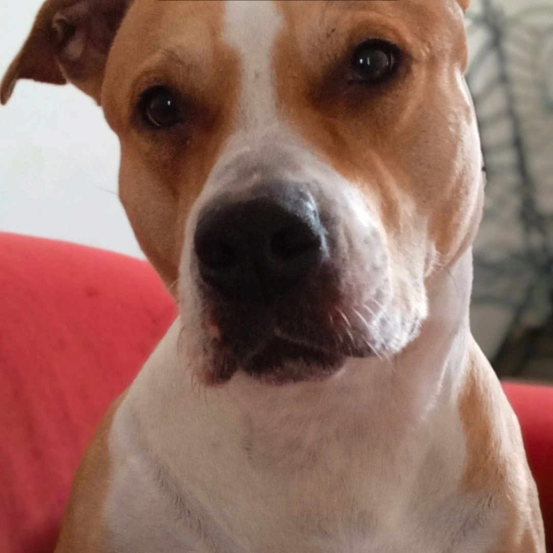 Lika a rejoint le concours — aidez-le/la à gagner de superbes lots ! dog, close_up, brown, white, pet, canine, indoors, couch, furniture, face, portrait, animal, domestic_animal, mammal, head, expression, looking, calm, sitting, household