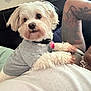 arm, bedroom, bracelet, close_up, collar, cute, dog, fluffy, heart_shaped, hearts, indoor, person, pet, pink_tag, resting, shirt, small_dog, tattoo, wall_decor, white_dog