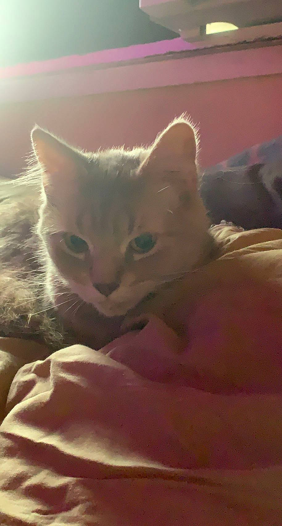 Babycakes joined the competition — help win amazing prizes! bed, bedding, carnivore, cat, cat_bed, cat_supply, claw, comfort, domestic_short_haired_cat, fawn, felidae, fur, linens, nap, paw, sleep, small_to_medium_sized_cats, snout, tail, whiskers