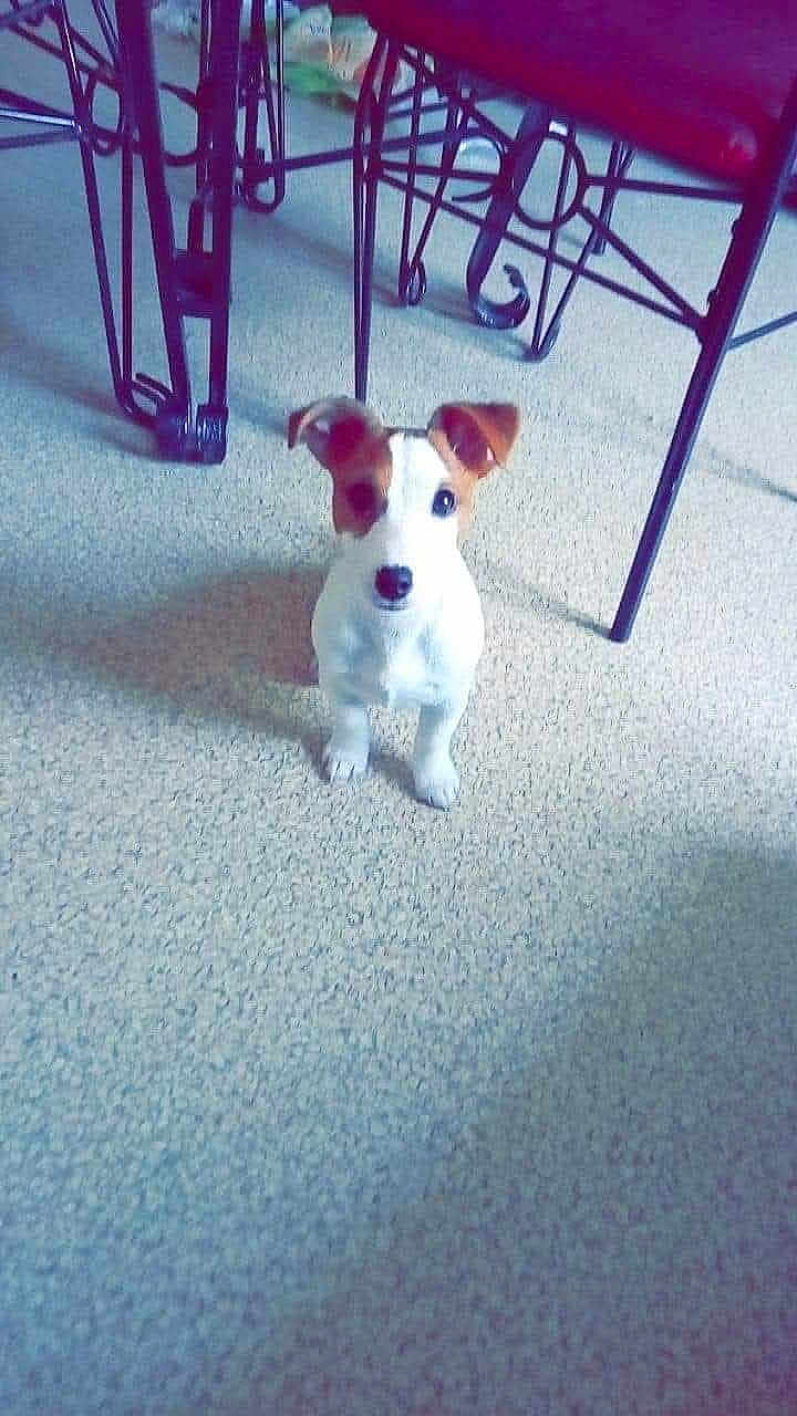Himé a rejoint le concours — aidez-le/la à gagner de superbes lots ! dog, puppy, jack_russell, carpet, floor, chair, metal_leg, furniture, indoor, pet, white_coat, brown_spot, ears, looking_up, sitting, shadow, portrait, cute, small, domestic