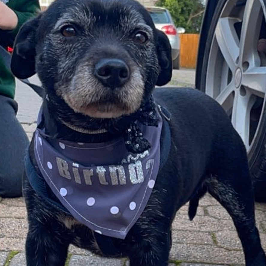 Buster is registered to the contest to win money with this photo: accessories, alloywheel, animal, bandana, canine, car, carwheel, clothing, dog, hat, headband, machine, person, pet, spoke, strap, tire, transportation, vehicle, wheel