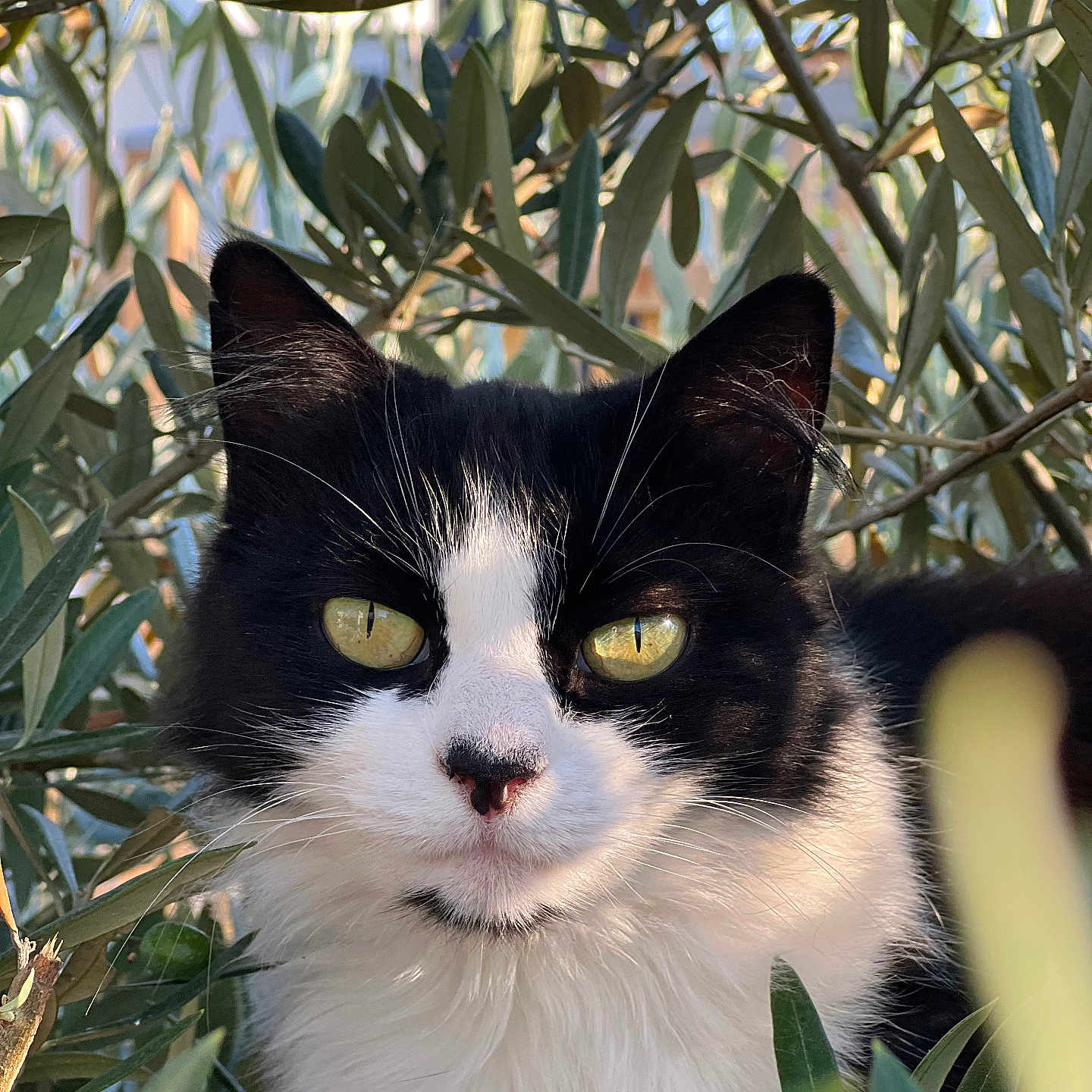 Minette a rejoint le concours — aidez-le/la à gagner de superbes lots ! abyssinian, angora, animal, blackcat, bodypart, cat, face, head, herbal, herbs, kitten, leaf, manx, person, pet, plant, siamese, tree, vegetation, wood