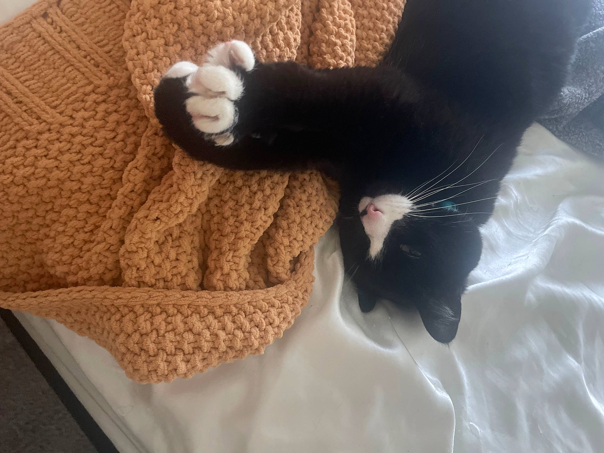 Lego joined the competition — help win amazing prizes! cat, comfort, felidae, finger, gesture, grey, human_leg, linens, sleeve, small_to_medium_sized_cats, tail, textile, thigh, thumb, toy, vertebrate, whiskers, wool, woolen, wrist
