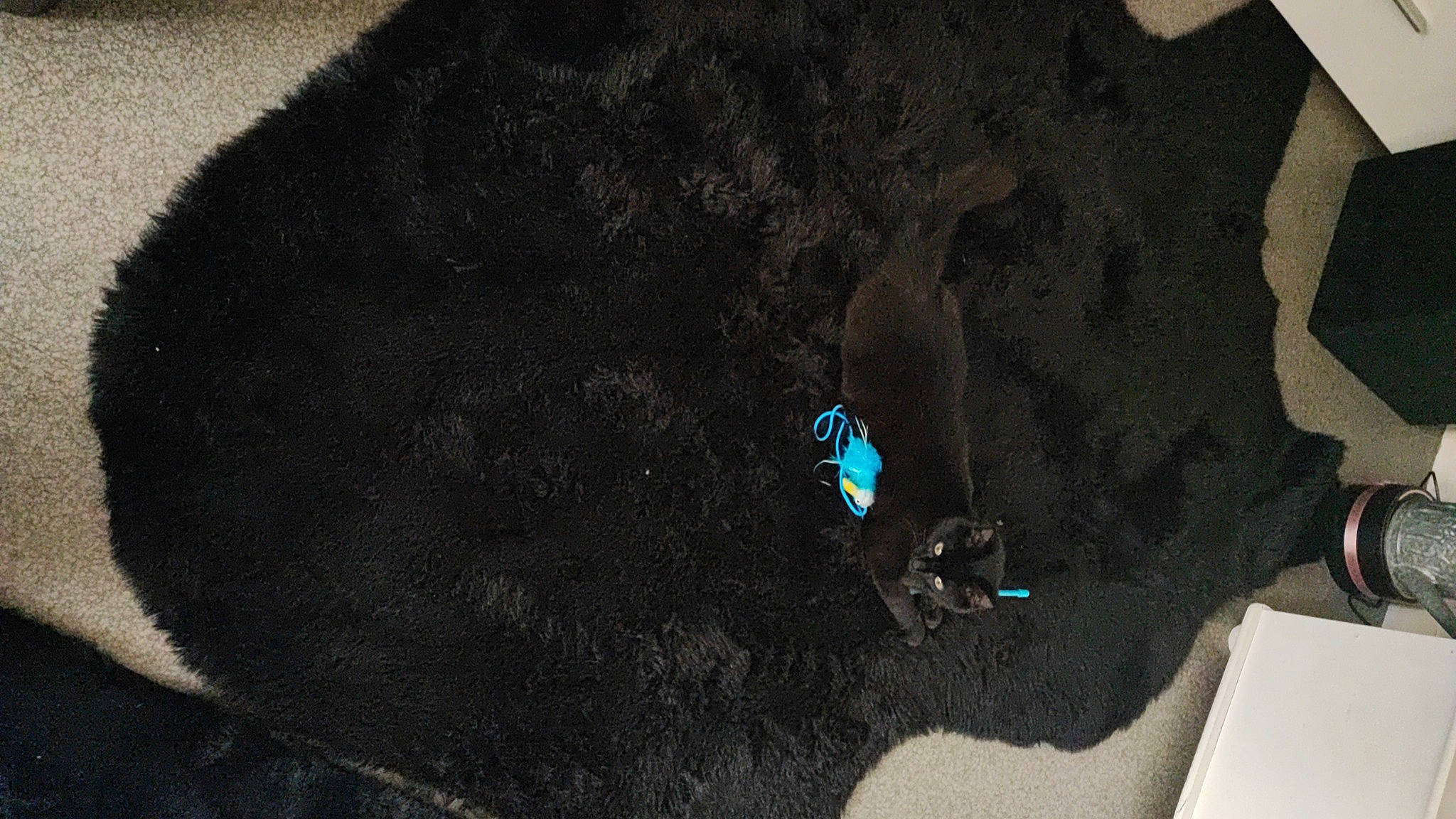 Kachou participe au concours pour gagner de l'argent avec cette photo : audio_equipment, automotive_tire, electric_blue, fashion_accessory, font, fur, grey, headgear, pattern, personal_protective_equipment, rock, room, shadow, sunglasses, tree, visual_arts