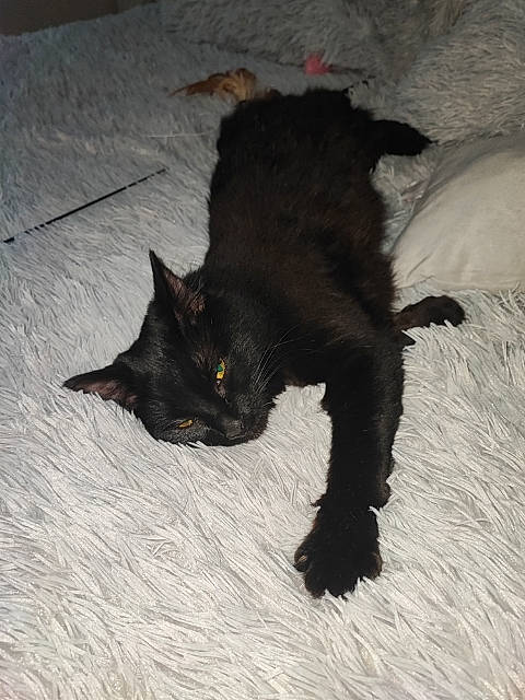 Kachou a rejoint le concours — aidez-le/la à gagner de superbes lots ! black_cat, bombay, carnivore, cat, claw, dog_breed, domestic_short_haired_cat, felidae, fur, paw, small_to_medium_sized_cats, tail, terrestrial_animal, whiskers