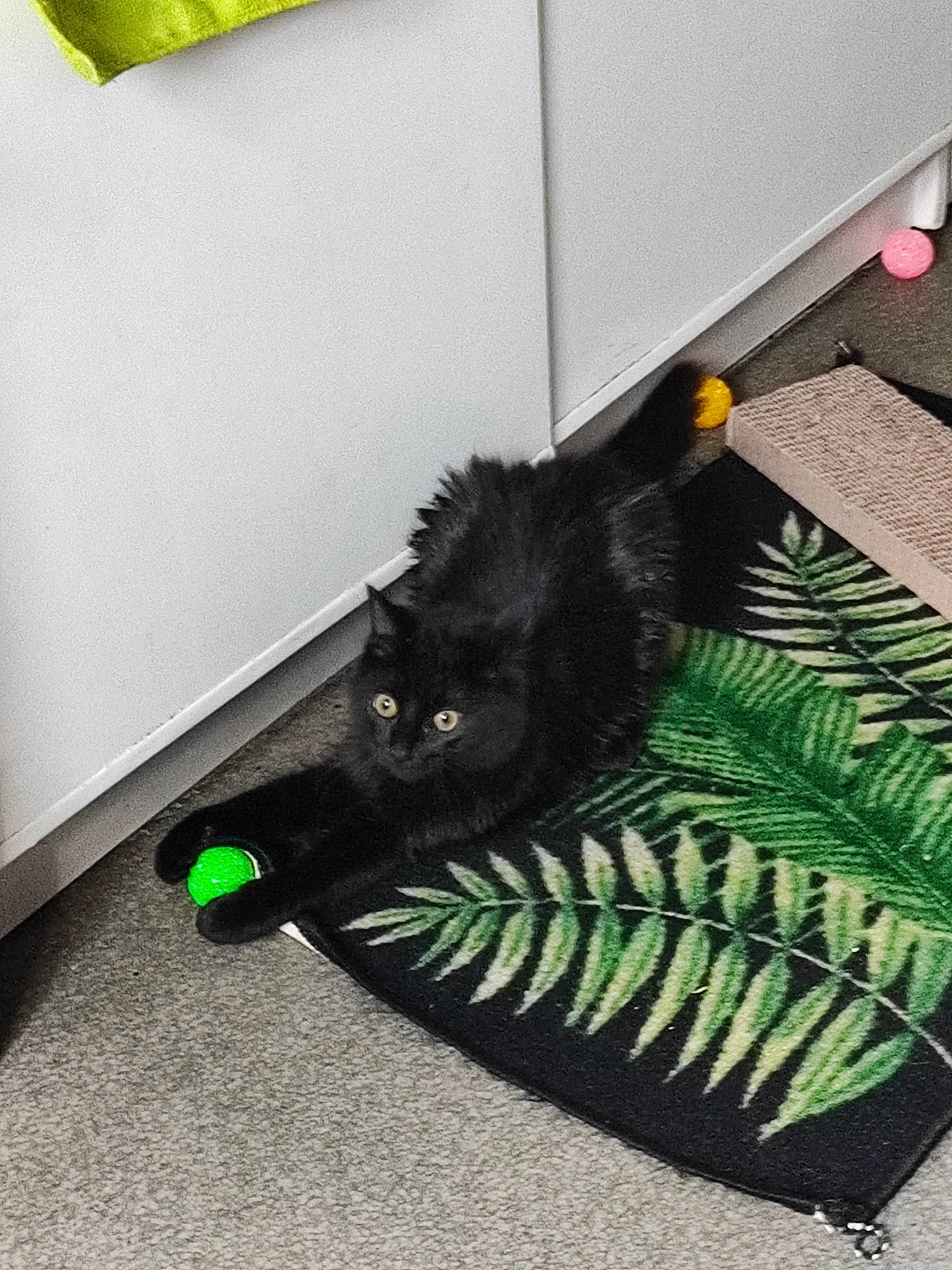 Kachou participe au concours pour gagner de l'argent avec cette photo : automotive_tire, black_cat, canidae, carnivore, cat, claw, dog_breed, domestic_short_haired_cat, feather, felidae, floor, flooring, fur, grass, hardwood, household_cleaning_supply, room, small_to_medium_sized_cats, tail, whiskers