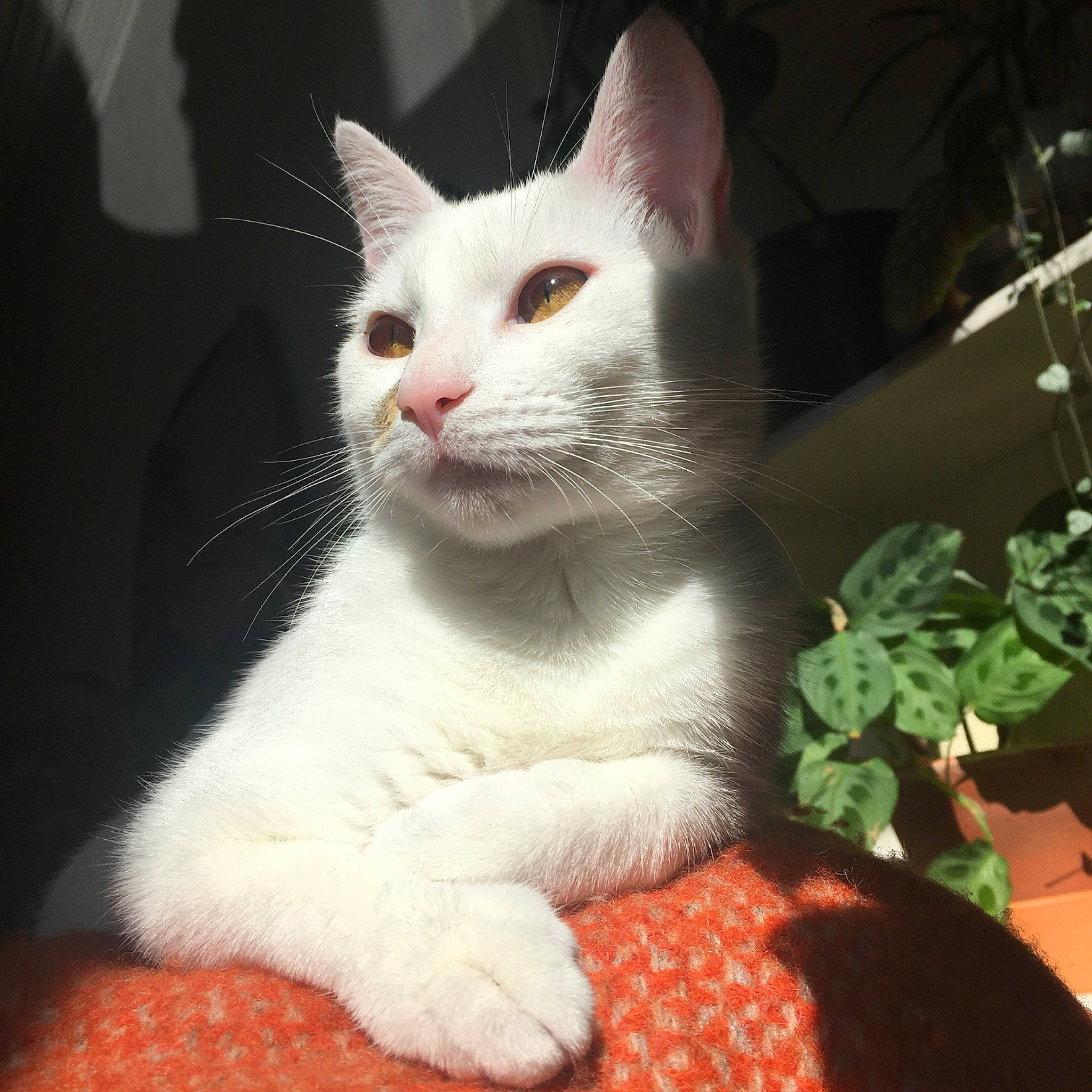 Maz is registered to the contest to win money with this photo: carnivore, cat, domestic_short_haired_cat, eye, felidae, fur, head, paw, plant, small_to_medium_sized_cats, snout, tail, whiskers, window