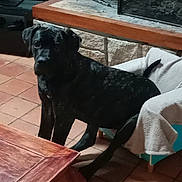 Ubi participe au concours pour gagner de l'argent avec cette photo : animal, black_dog, blanket, calm, canine, chair, cozy, dog, domestic, fireplace, furniture, home, indoor, living_room, pet, quiet, resting, sitting, tile_floor, wooden_table