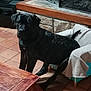 animal, black_dog, blanket, calm, canine, chair, cozy, dog, domestic, fireplace, furniture, home, indoor, living_room, pet, quiet, resting, sitting, tile_floor, wooden_table