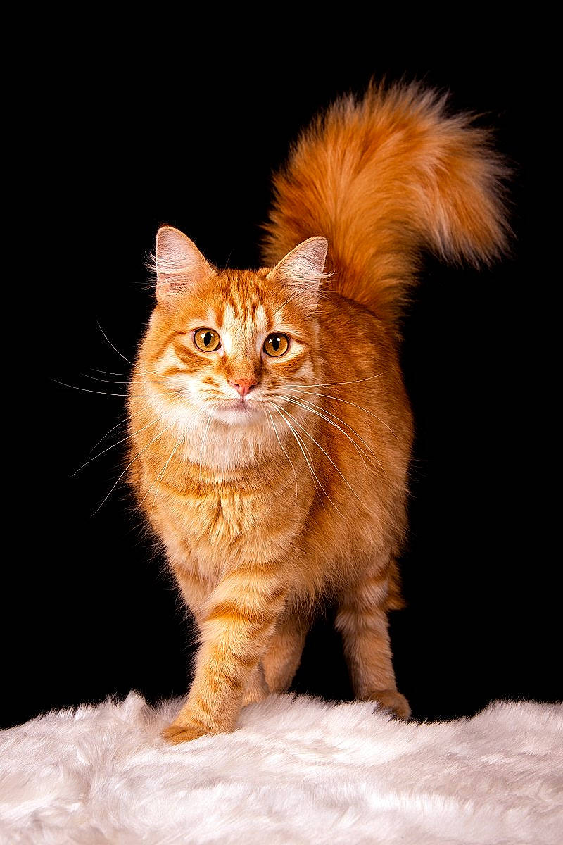 Marley participe au concours pour gagner de l'argent avec cette photo : art, carnivore, cat, claw, domestic_short_haired_cat, fawn, felidae, fur, paw, sitting, small_to_medium_sized_cats, snout, somali, tail, terrestrial_animal, whiskers, wildlife, window, wood