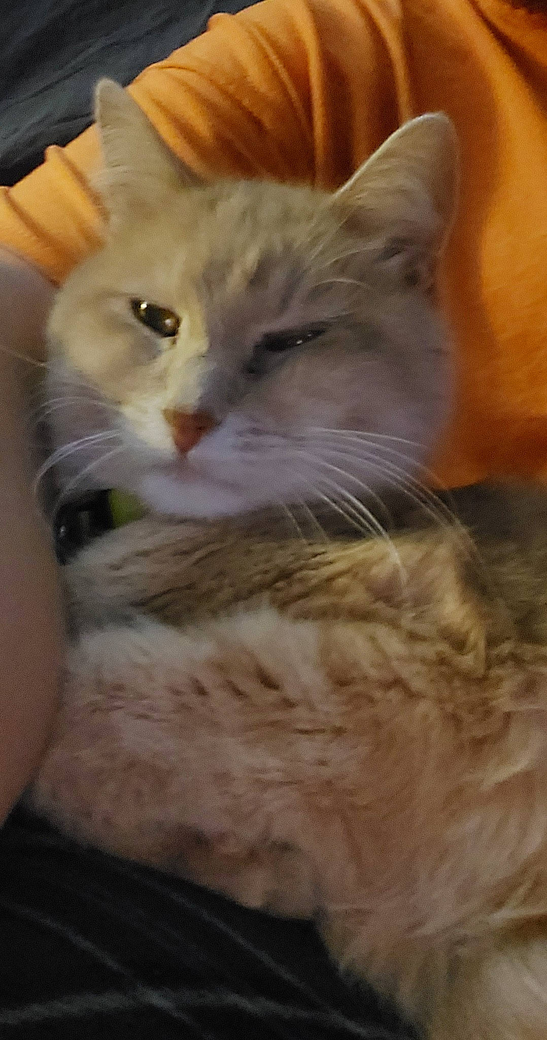 Jack is registered to the contest to win money with this photo: carnivore, cat, claw, comfort, domestic_short_haired_cat, ear, eye, fawn, felidae, fur, head, paw, small_to_medium_sized_cats, snout, tail, terrestrial_animal, whiskers