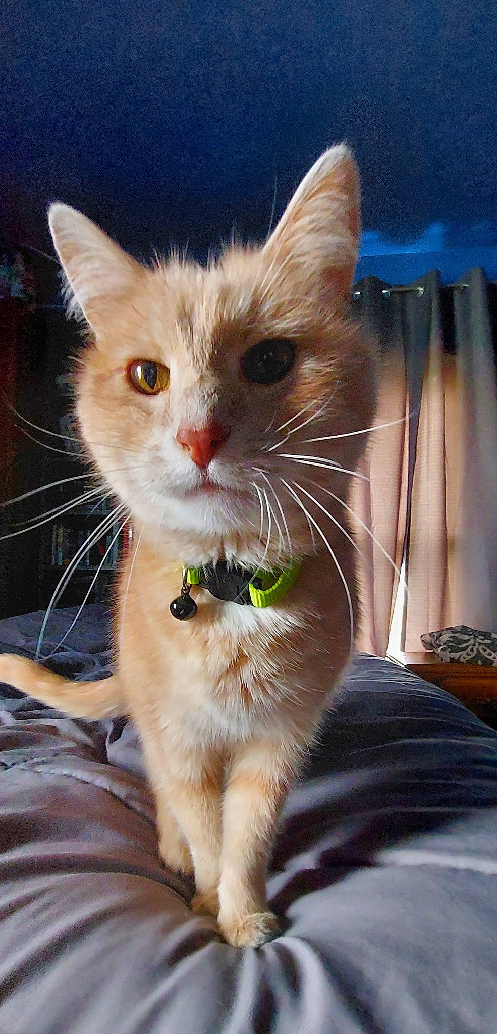 Jack is registered to the contest to win money with this photo: box, carnivore, cat, cat_supply, claw, collar, domestic_short_haired_cat, fawn, felidae, fur, gesture, paw, pet_supply, photo_caption, sitting, small_to_medium_sized_cats, snout, tail, whiskers, window