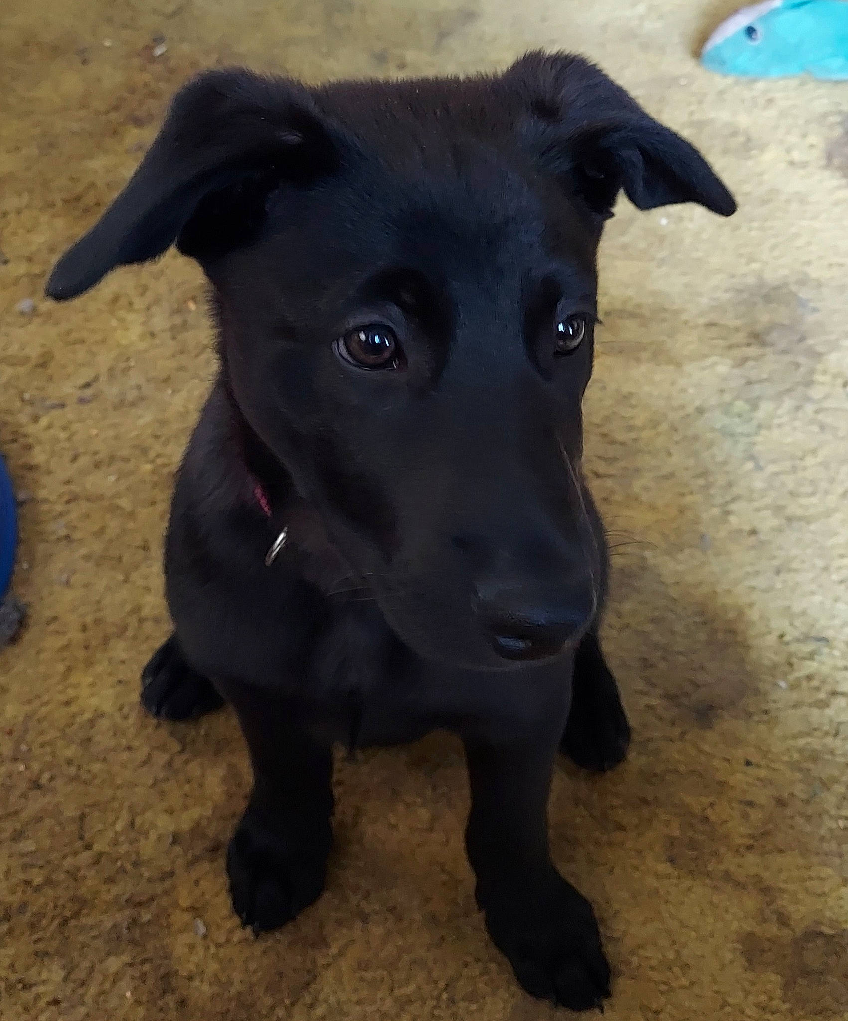 Lady joined the competition — help win amazing prizes! blue, borador, canidae, carnivore, collar, companion_dog, dog, dog_breed, electric_blue, fawn, hunting_dog, non_sporting_group, pet_supply, snout, sporting_group, tail, terrestrial_animal, whiskers, working_animal